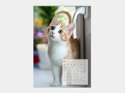 Calendrier 12 pages Très Grand (A2)